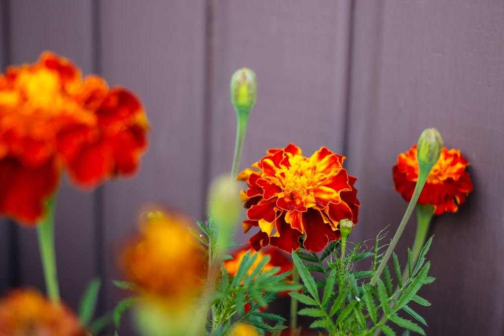 a close up of a bunch of flowers near a wall