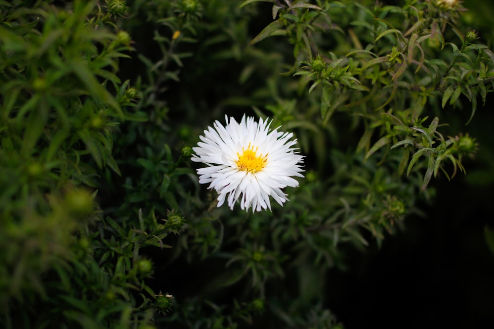 a white flower with a yellow center surrounded by greenery