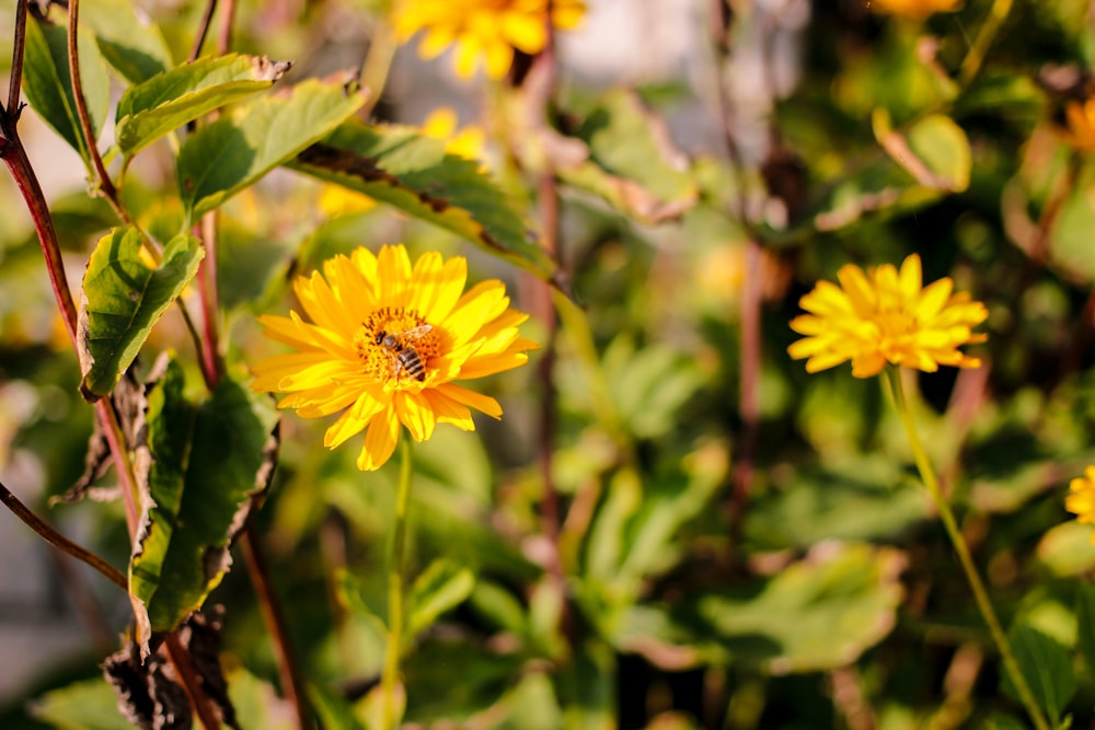 a bee is sitting on a yellow flower