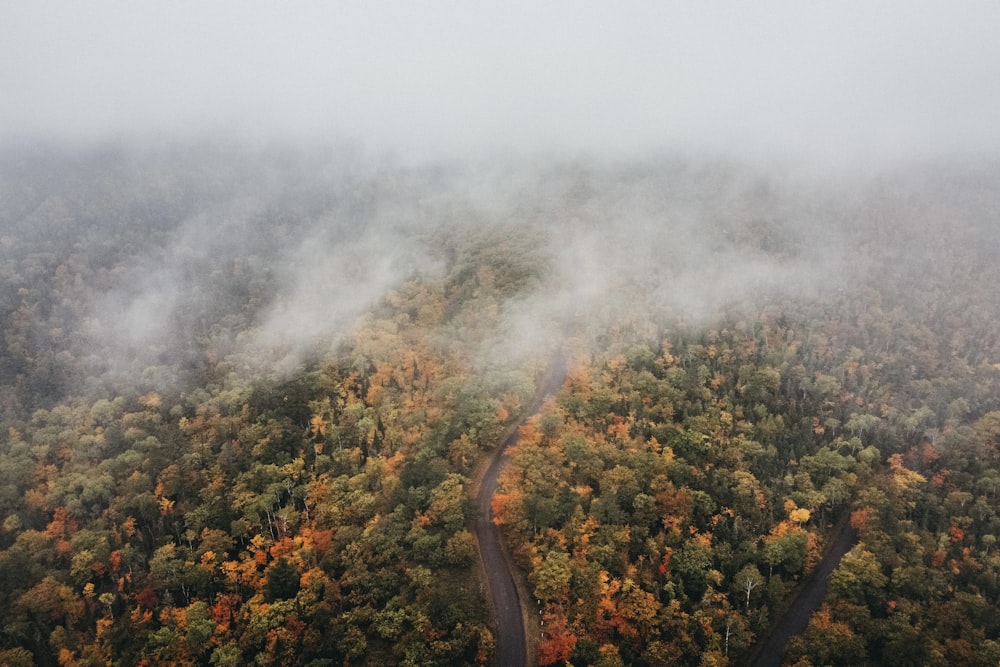 smoke coming out of the forest