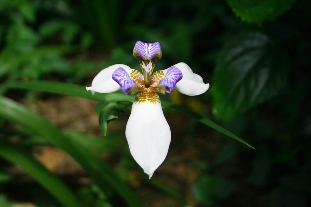 Colombian Flower Cattleya Meaning