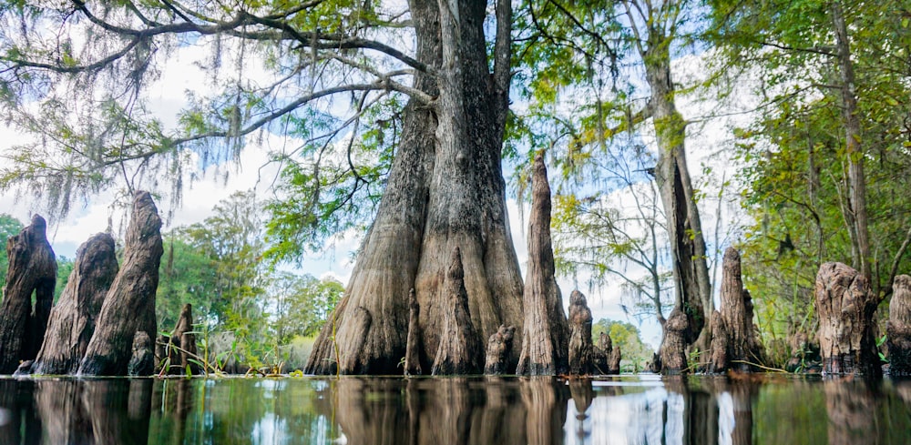 a group of trees that are in the water