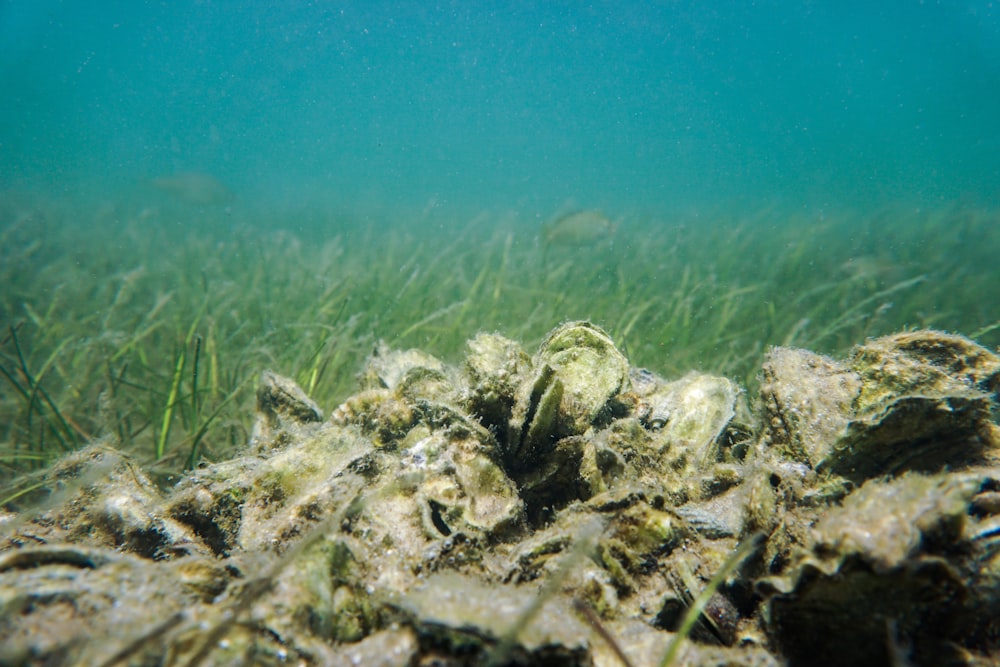 a close up of some grass under water
