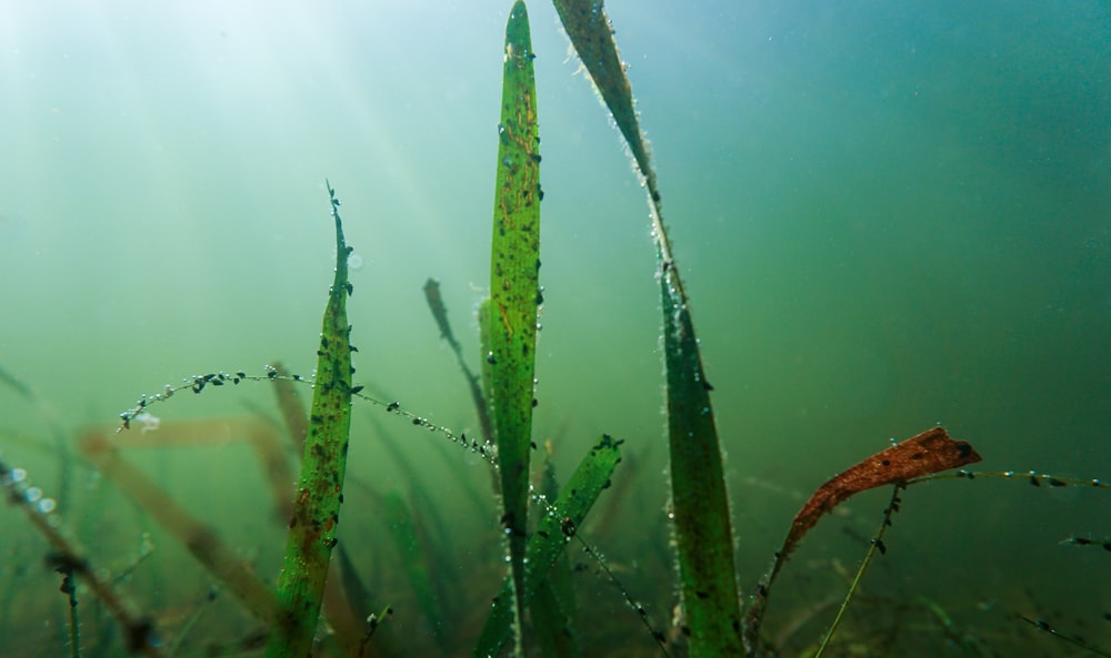 Un grupo de plantas que están en el agua