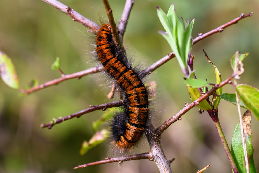 a close up of a caterpillar on a tree branch