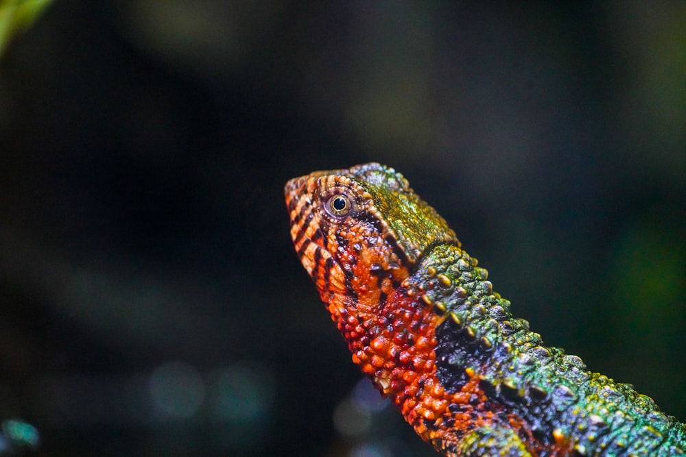 a close up of a colorful lizard on a branch
