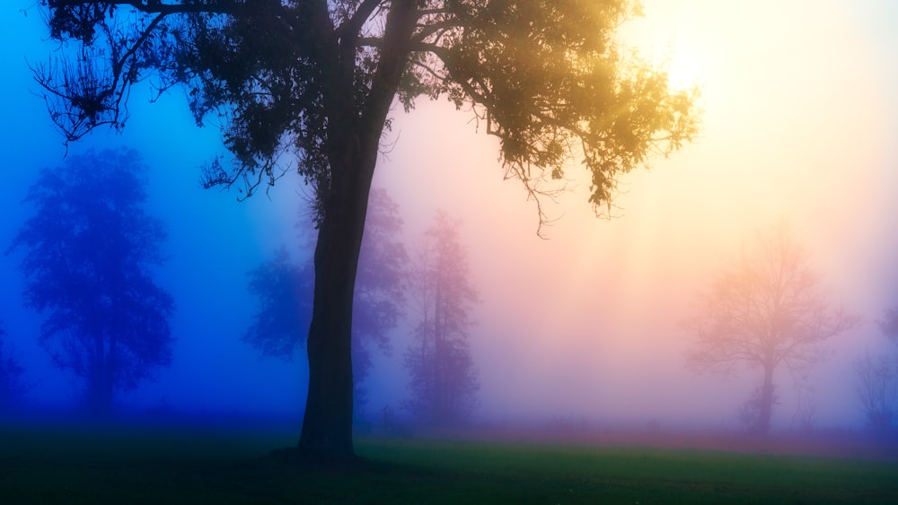 a foggy field with a tree in the foreground