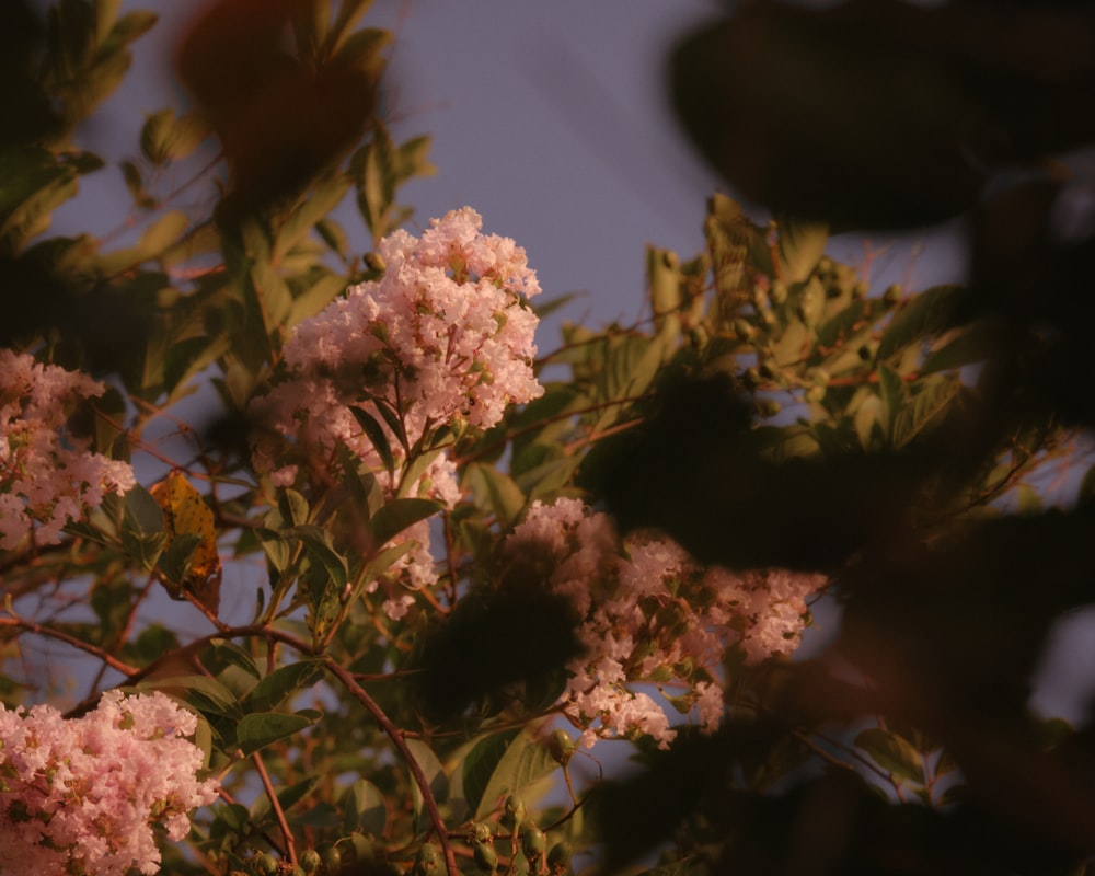 pink flowers are blooming on a tree branch