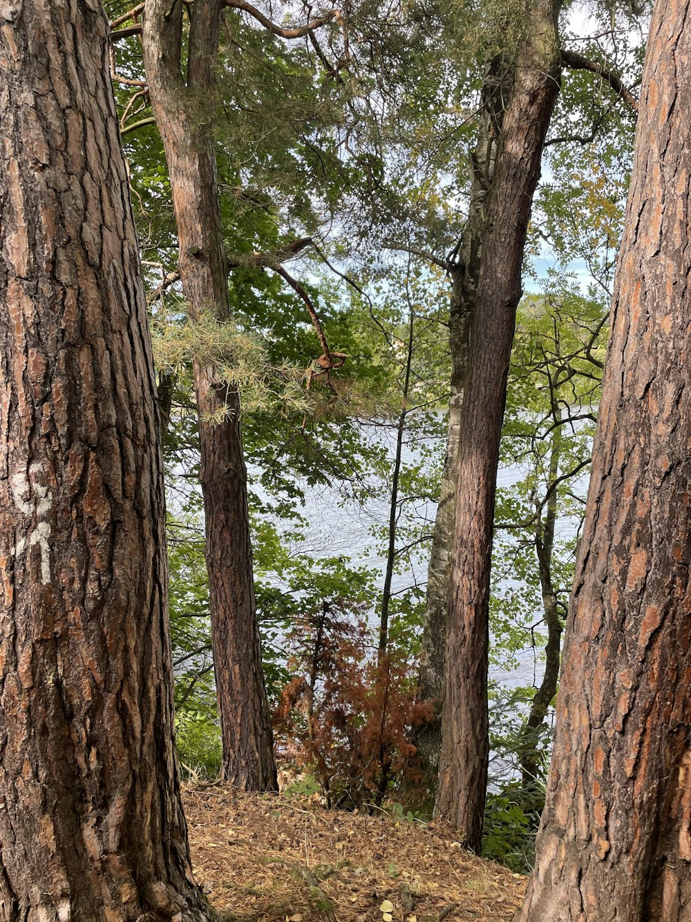 a bench in the middle of a wooded area