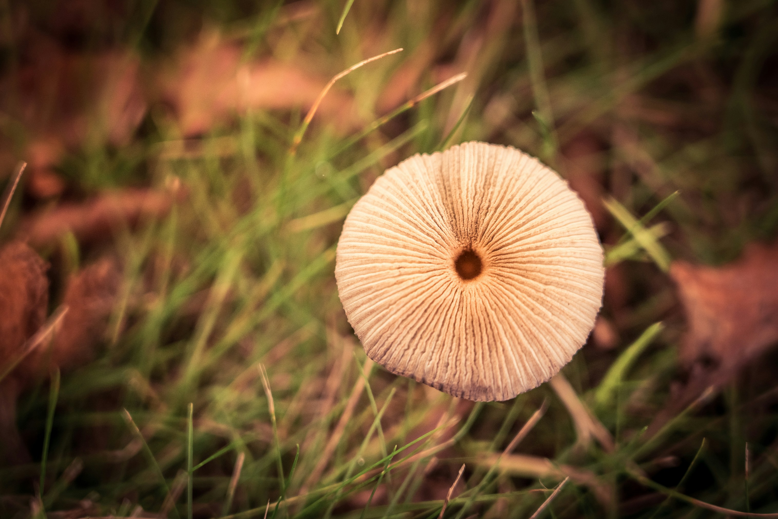 a close up of a mushroom in the grass