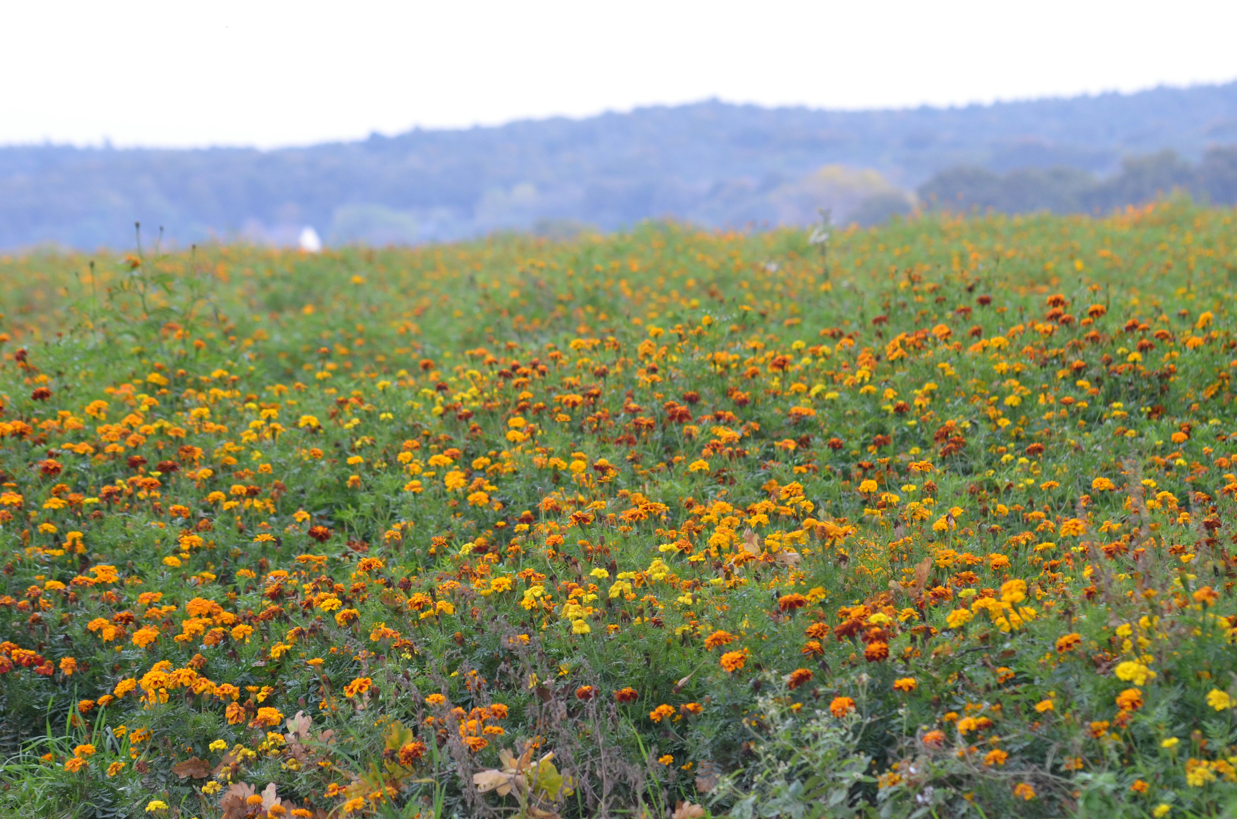 Photo by lamartine55