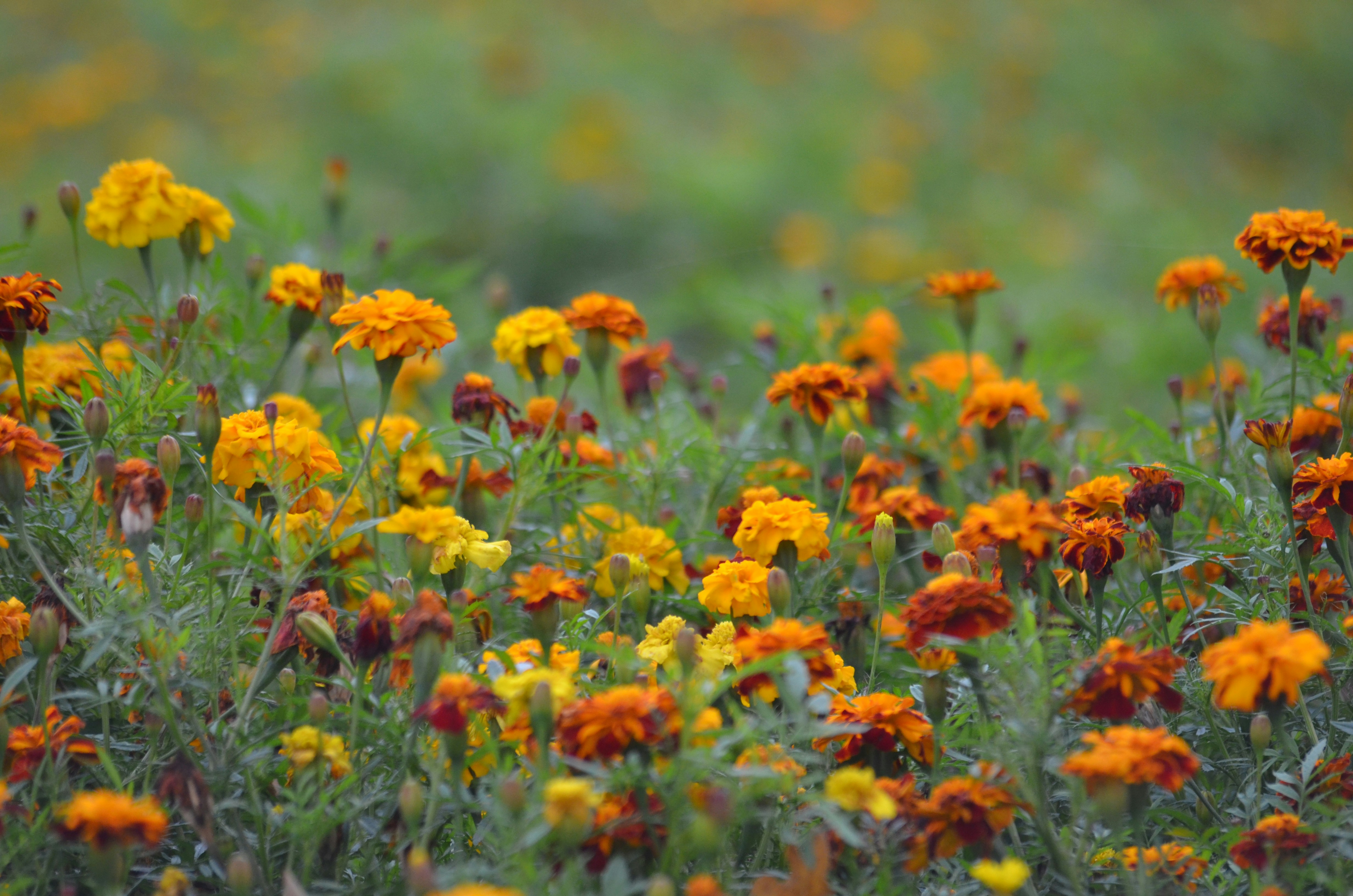 Photo by lamartine55