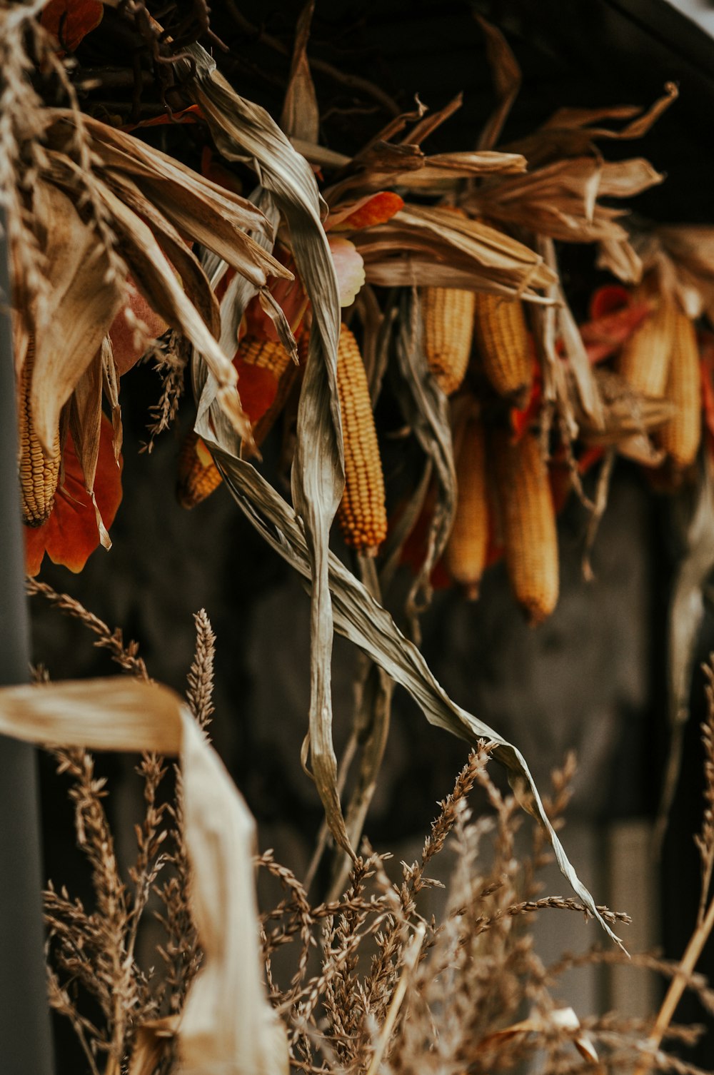 dried corn on the cob hanging from a roof