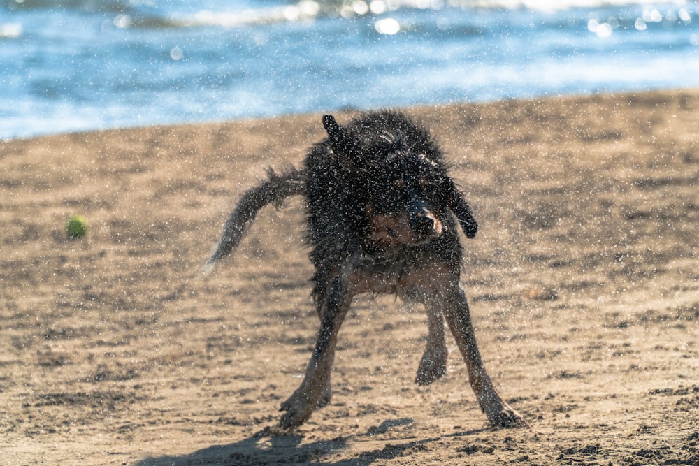 a dog is playing with a ball on the beach