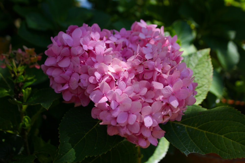 a close up of a pink flower with green leaves