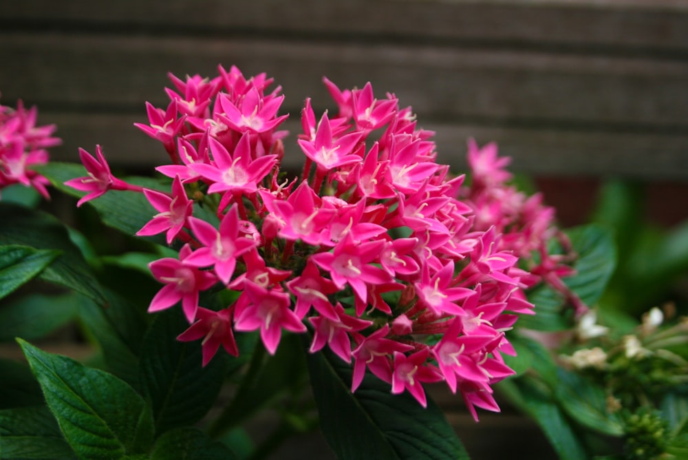 a close up of a pink flower with green leaves