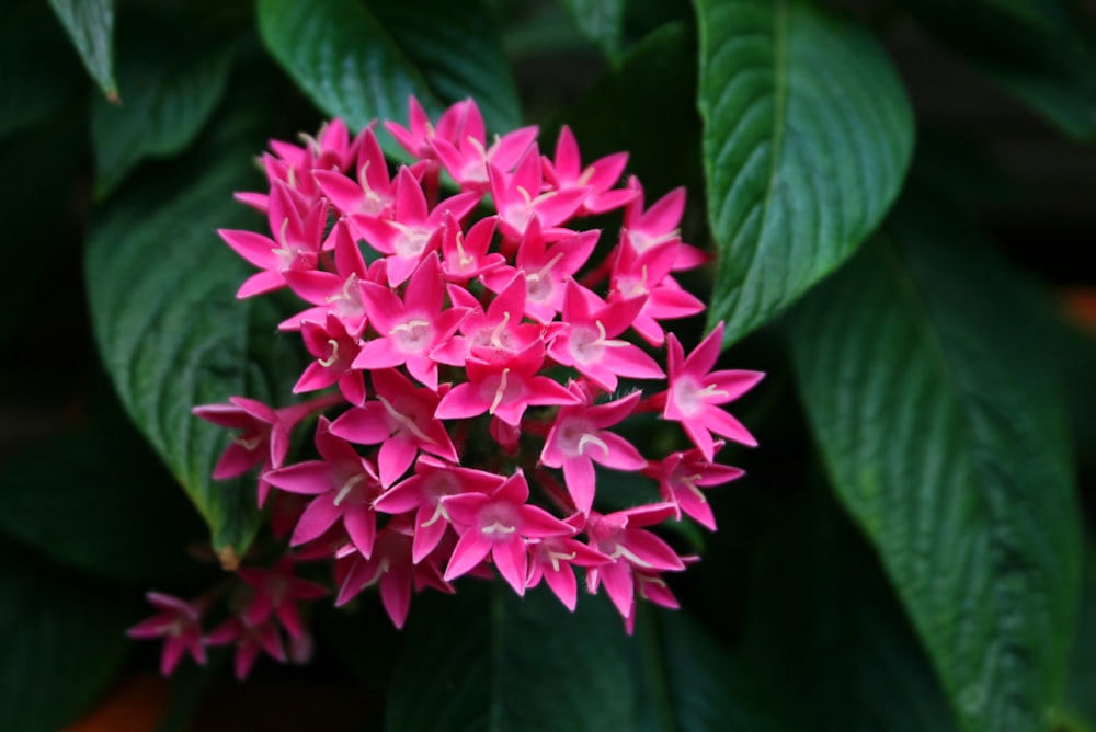 a close up of a pink flower with green leaves