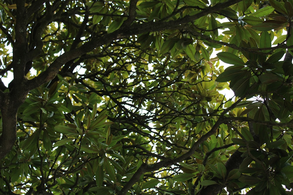 a bird is perched on a tree branch