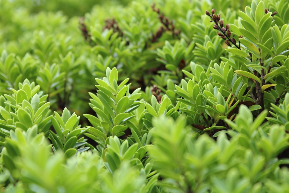 a close up of a bush with green leaves