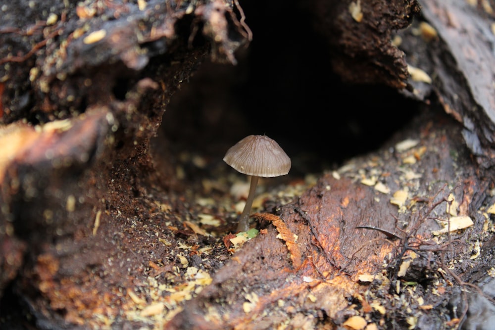Ein kleiner Pilz wächst aus der Rinde eines Baumes