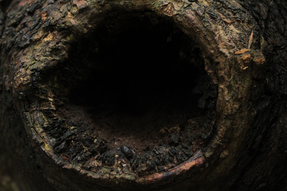 a close up of a tree trunk with a hole in it