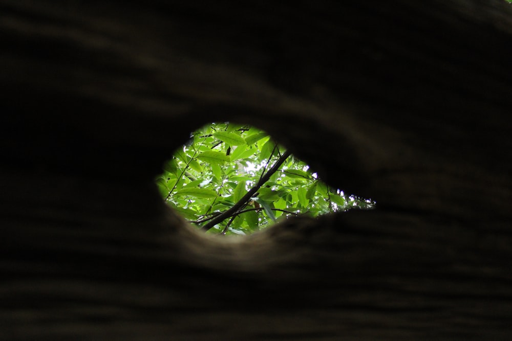 a green leaf is seen through a hole in the bark of a tree