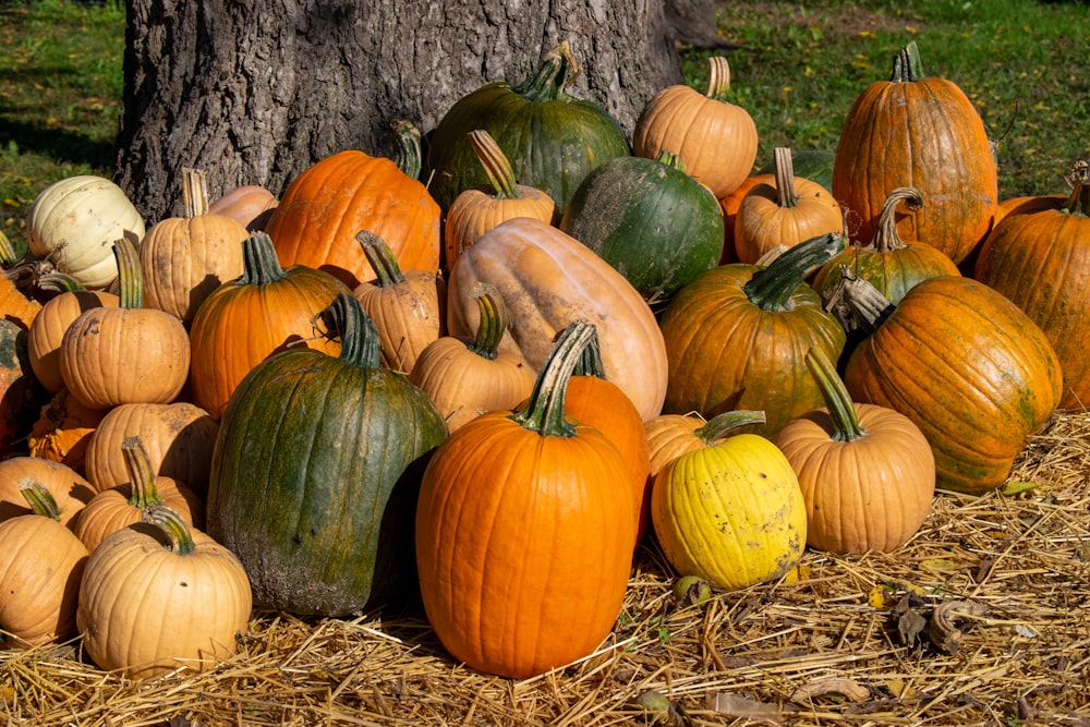 a pile of pumpkins sitting next to a tree