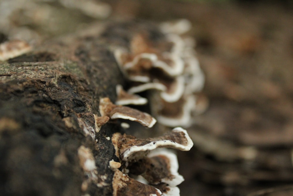 a group of mushrooms growing on a tree trunk