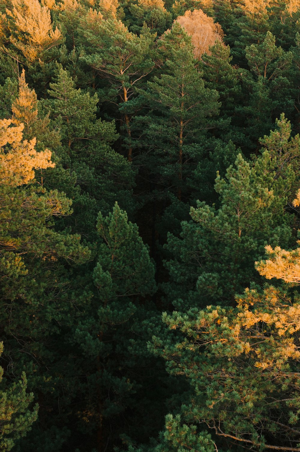 a forest filled with lots of tall green trees