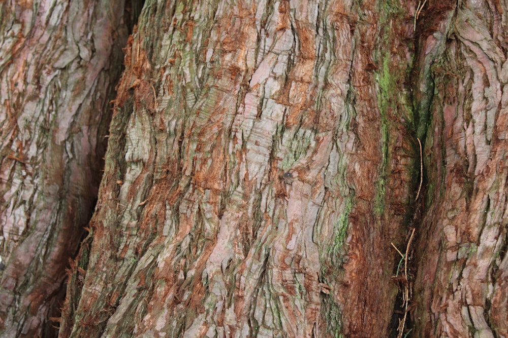 um close up da casca de uma árvore