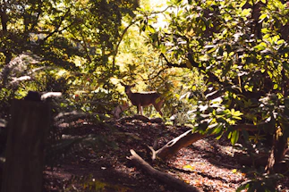 A serene forest path bathed in soft morning light with a curious deer peeking through the trees.
