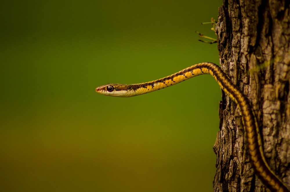 a brown and yellow snake climbing up a tree