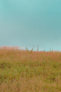 A serene open plot in Uran with lush greenery under a clear blue sky.