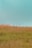 A serene landscape of lush greenery and open land.
