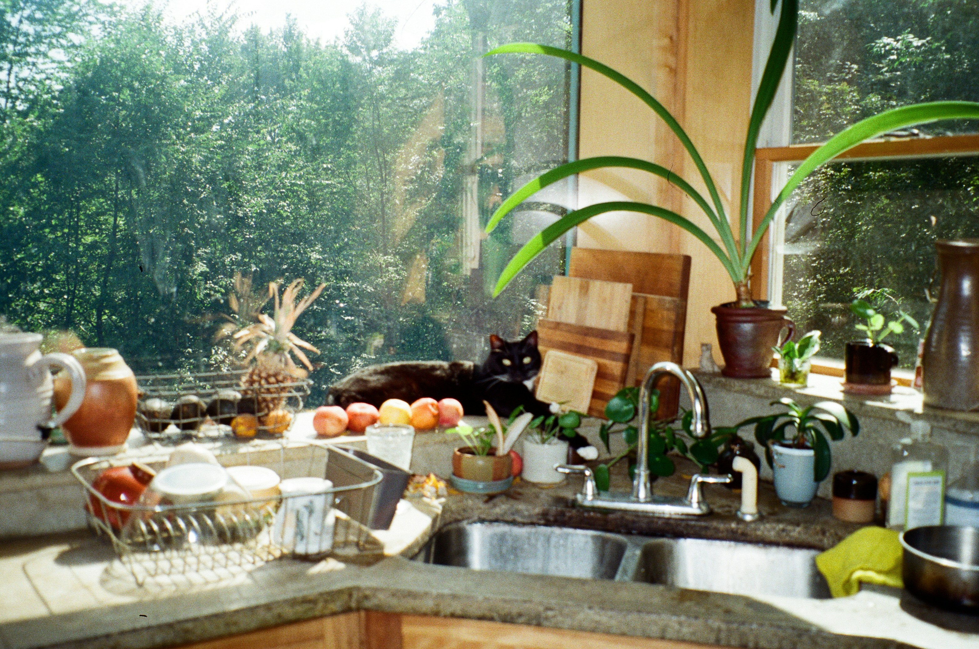 Cat on kitchen counter