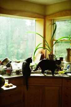 A cozy kitchen nook with a whisk, a playful cat peeking from behind a bowl, and a freshly baked pastry cooling on the counter.