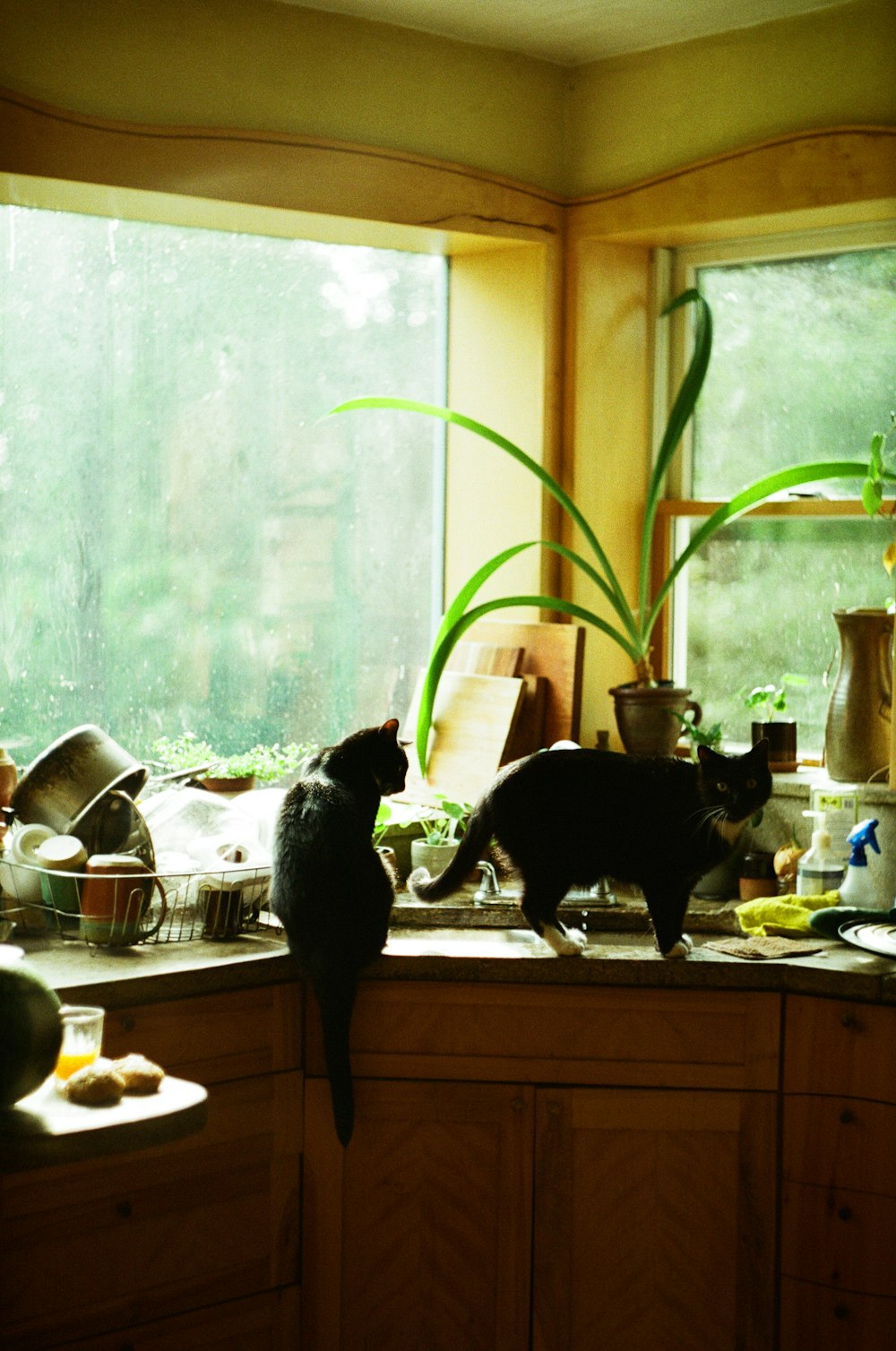 a couple of cats standing on top of a kitchen counter