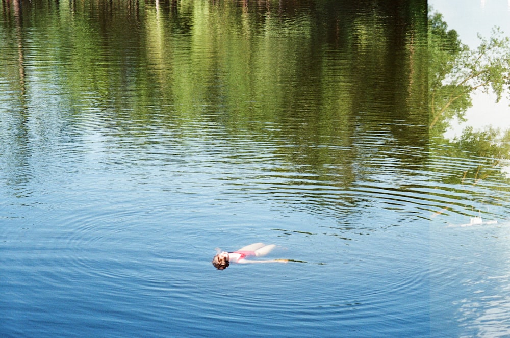 a dog swimming in a lake with trees in the background