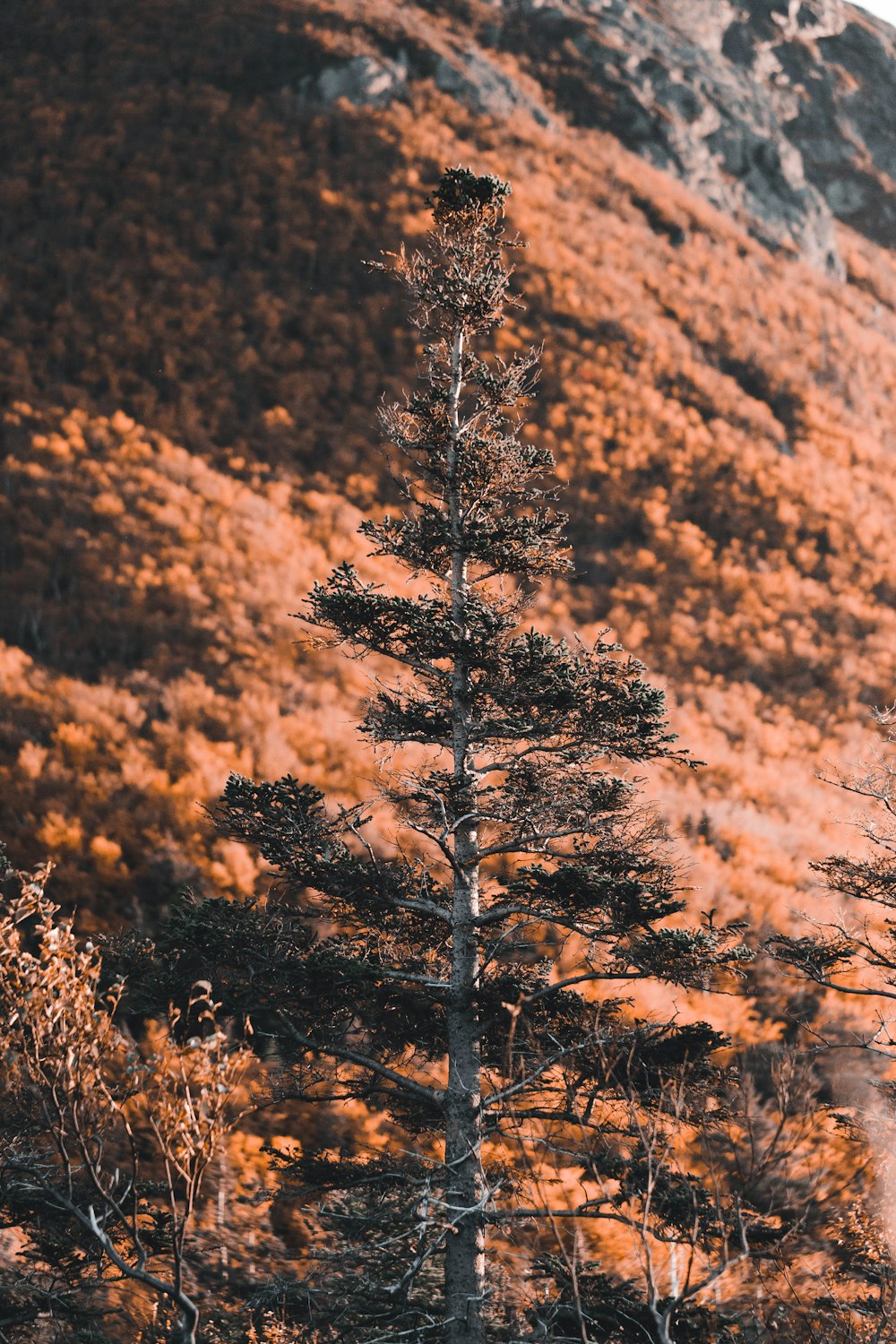 a tall pine tree sitting in the middle of a forest