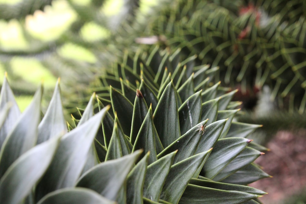 a close up of a green plant with leaves