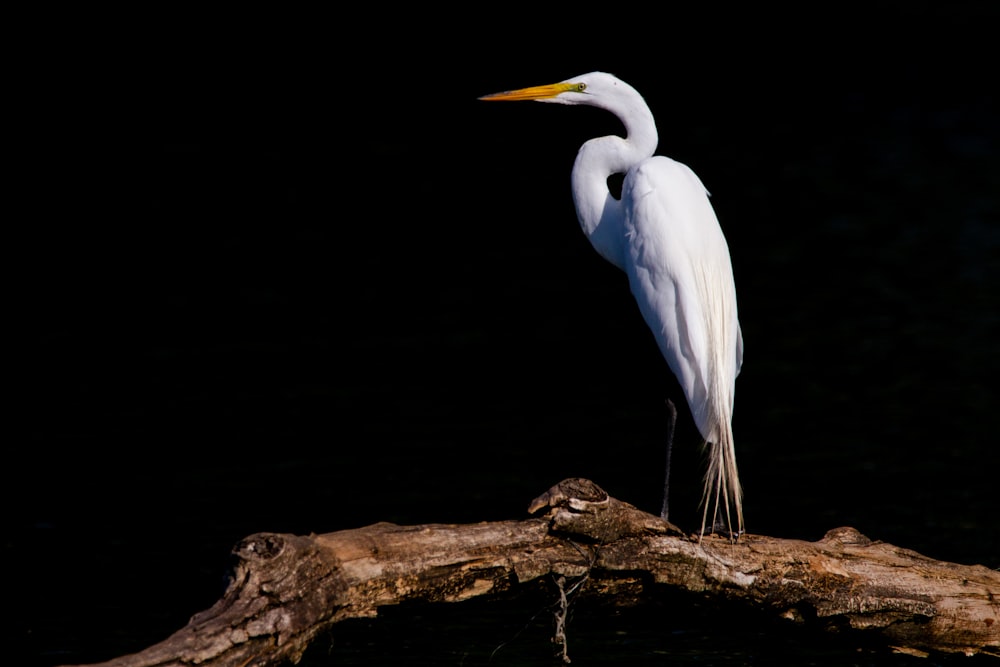 Un pájaro blanco parado en la cima de la rama de un árbol