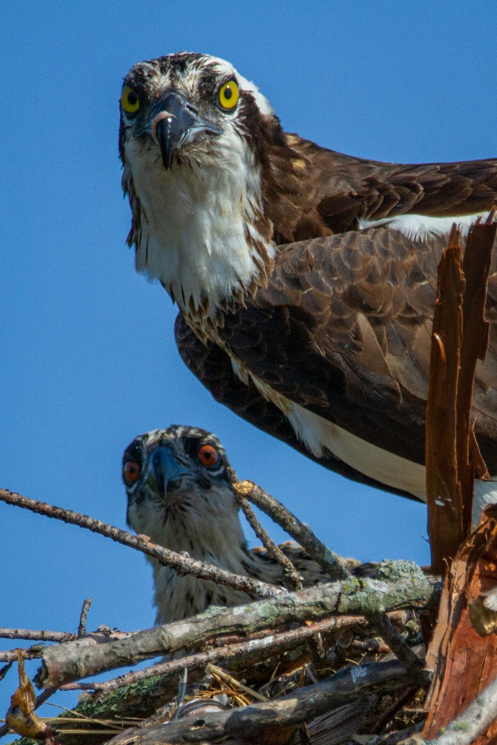 a couple of birds sitting on top of a nest