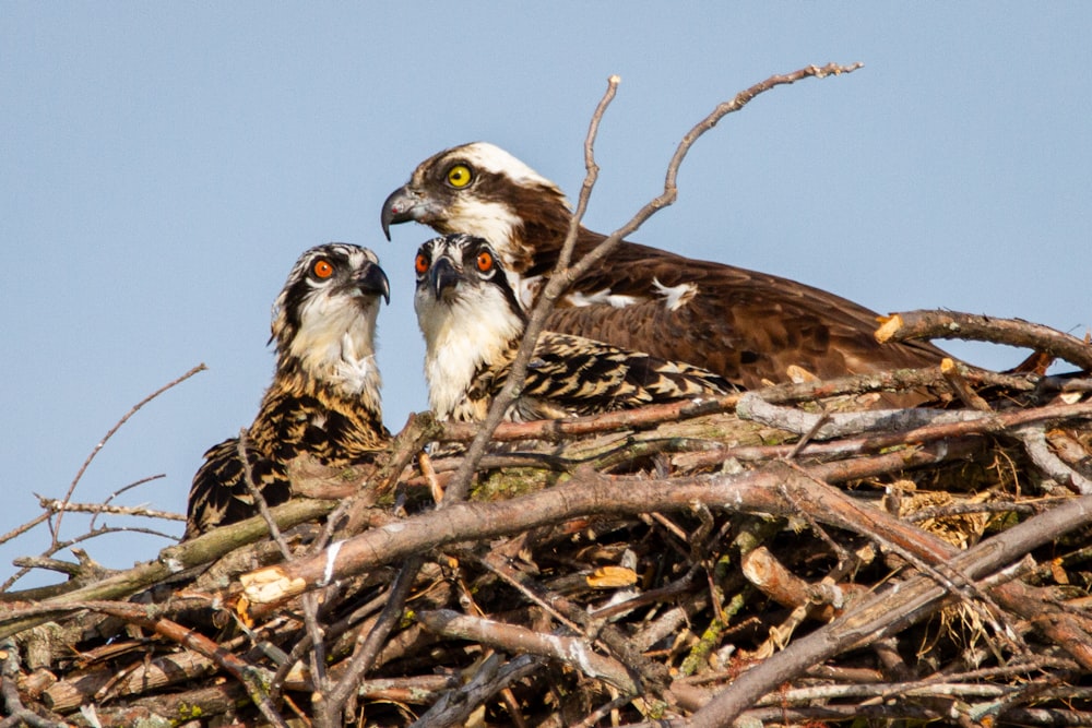 a couple of birds sitting on top of a nest