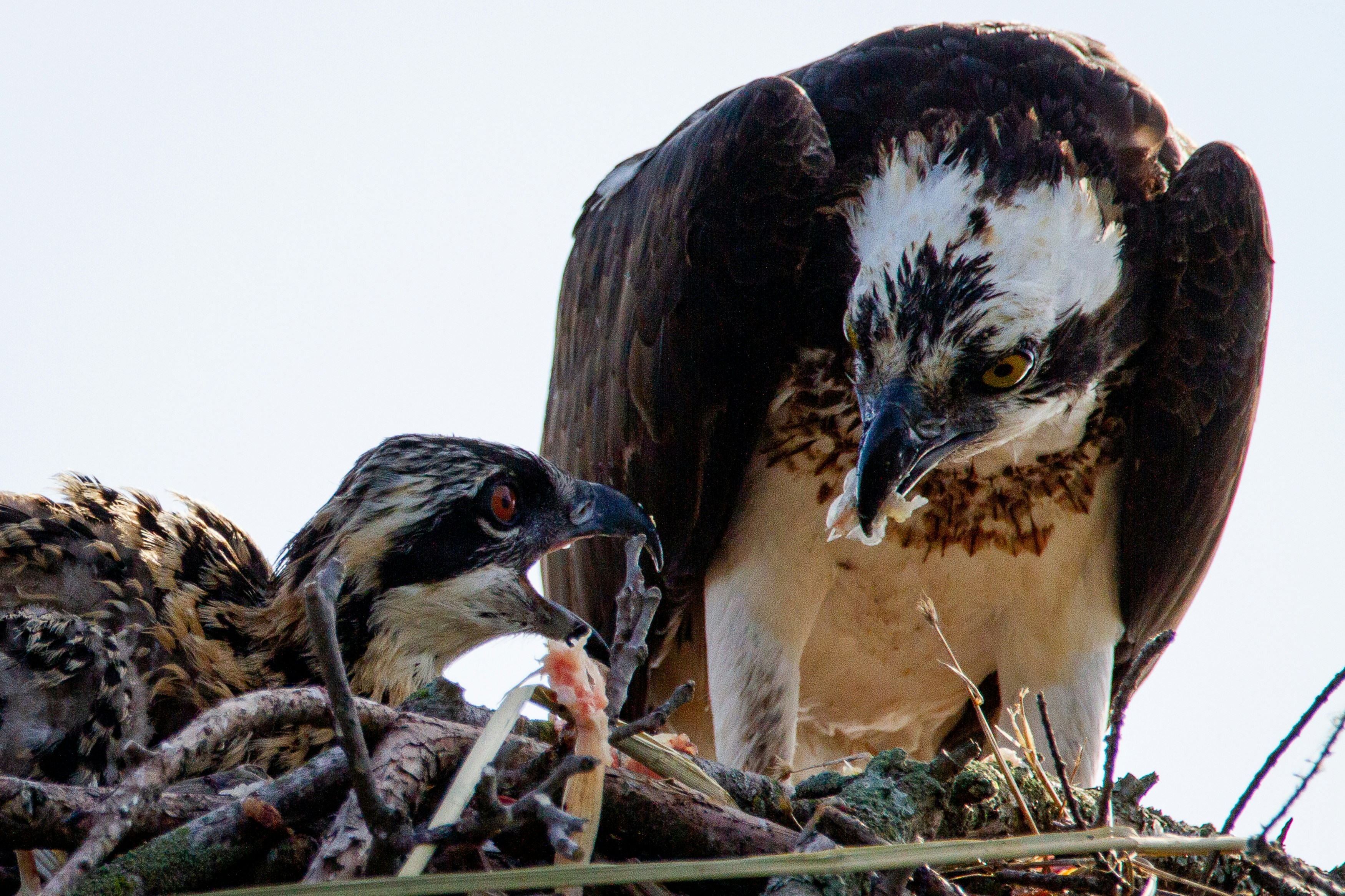A couple of birds sitting on top of a nest photo – Free Tn Image on ...