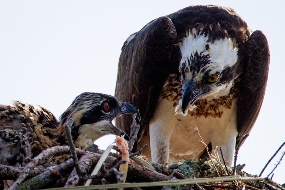 a couple of birds sitting on top of a nest