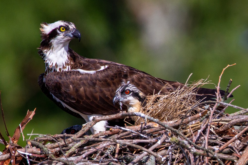 a large bird sitting on top of a nest