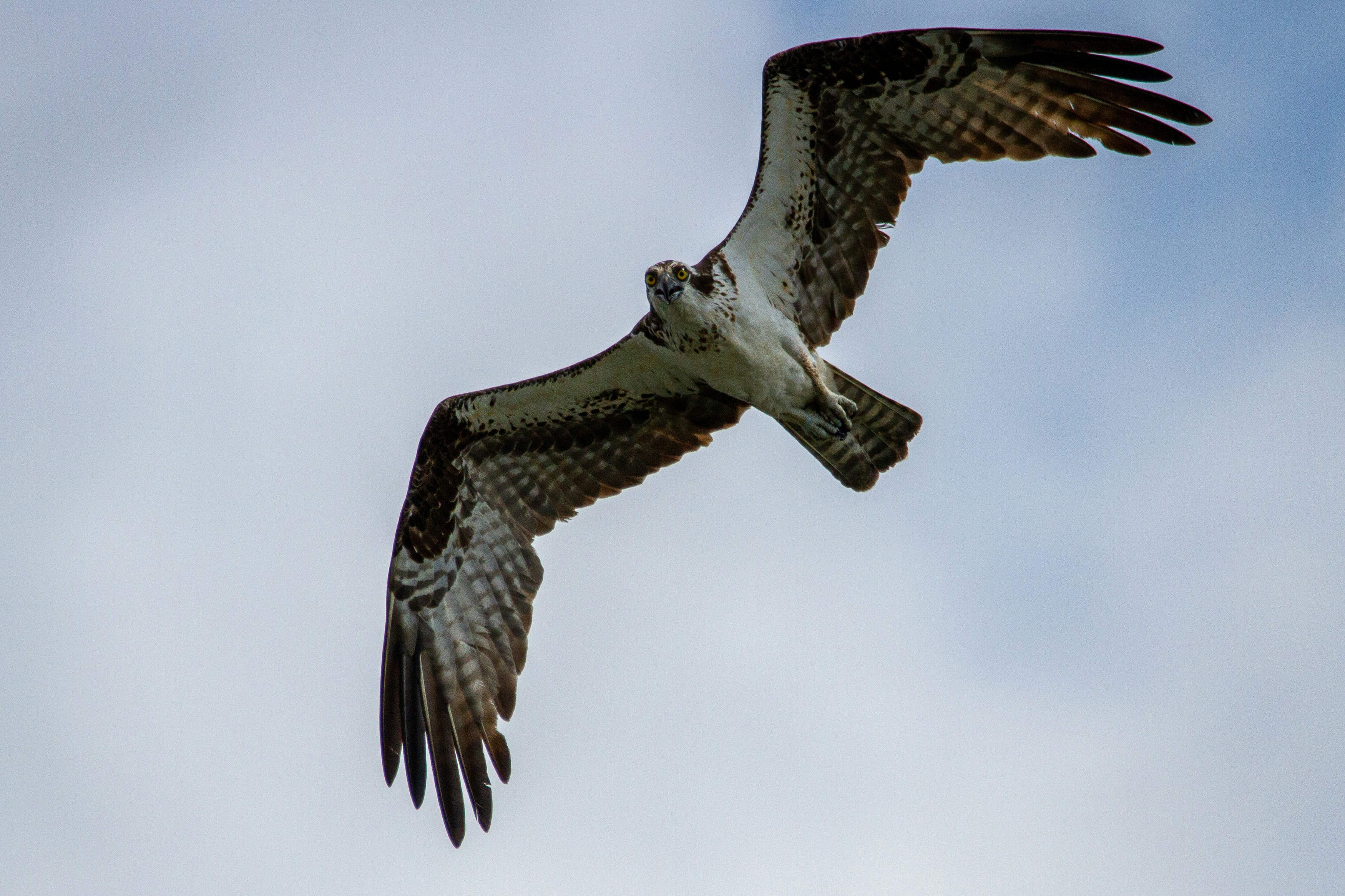 An osprey soaring overhead.