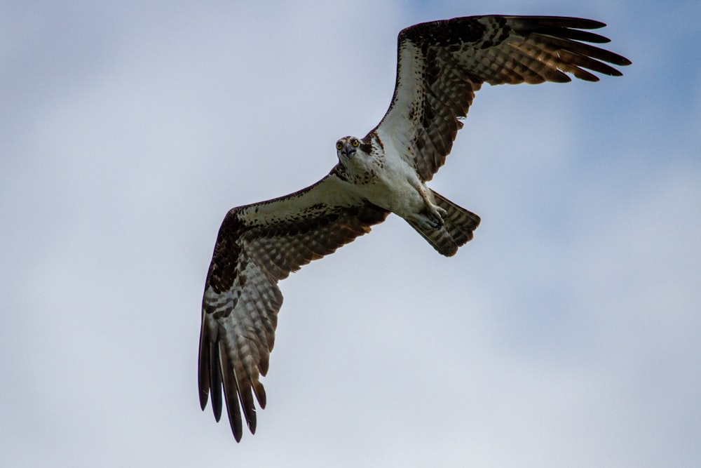 Un gran pájaro volando a través de un cielo azul nublado