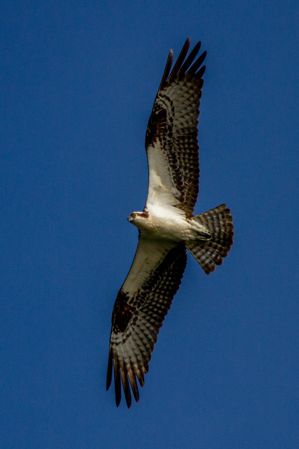 a large bird flying through a blue sky