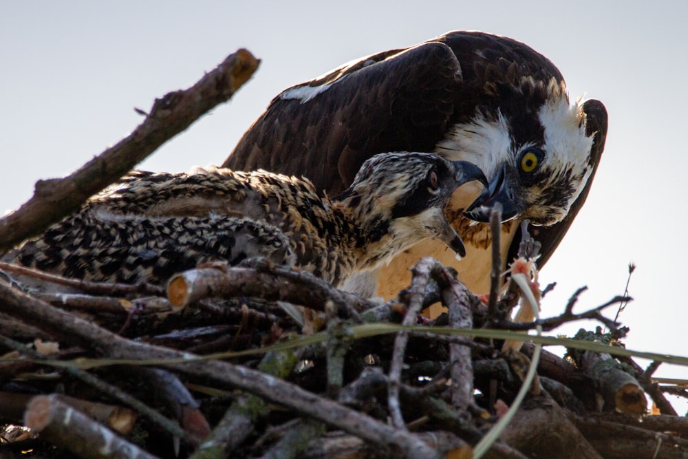 a couple of birds sitting on top of a nest